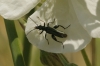 A identificar A identificar