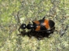 Anthicus laeviceps Baudi, 1877 Anthicus laeviceps Baudi, 1877