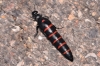 Berberomeloe majalis (Linnaeus, 1758)