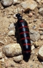Berberomeloe majalis (Linnaeus, 1758)