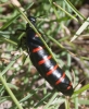 Berberomeloe majalis (Linnaeus, 1758)