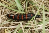 Berberomeloe majalis (Linnaeus, 1758)