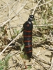 Berberomeloe majalis (Linnaeus, 1758)