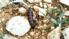 Berberomeloe majalis (Linnaeus, 1758)