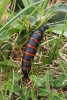 Berberomeloe majalis (Linnaeus, 1758)