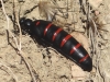 Berberomeloe majalis (Linnaeus, 1758)