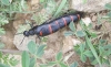 Berberomeloe majalis (Linnaeus, 1758)
