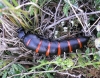 Berberomeloe majalis (Linnaeus 1758)