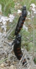 Berberomeloe majalis (Linnaeus 1758)