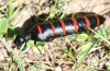 Berberomeloe majalis (Linnaeus 1758)