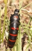 Berberomeloe majalis (Linnaeus 1758)