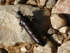 Berberomeloe majalis (Linnaeus, 1758)