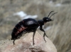 Berberomeloe majalis (Linnaeus, 1758)