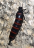Berberomeloe majalis (Linnaeus, 1758)