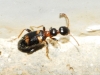 Leptaleus sp.