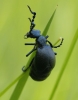 Meloe (M.) proscarabaeus (Linnaeus, 1758)