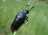 Meloe (M.) proscarabaeus (Linnaeus, 1758)