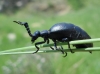 Meloe (M.) proscarabaeus (Linnaeus, 1758)