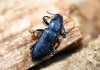 Menephilus cylindricus (Herbst, 1784)
