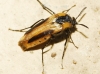 Metoecus paradoxus (Linnaeus, 1761)