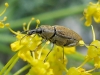 Mycterus (Mycterus) curculioides (Fabricius, 1781)