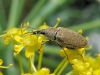 Mycterus (Mycterus) curculioides (Fabricius, 1781)