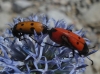 Mylabris (My.) quadripunctata (Linnaeus, 1767)
