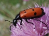 Mylabris (My.) quadripunctata (Linnaeus, 1767)