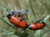Mylabris (My.) quadripunctata (Linnaeus, 1767)