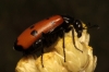 Mylabris (My.) quadripunctata (Linnaeus, 1767)