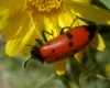 Mylabris (My.) quadripunctata (Linnaeus, 1767)