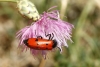 Mylabris (My.) quadripunctata (Linnaeus, 1767)