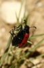 Mylabris (My.) quadripunctata (Linnaeus, 1767)