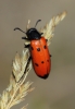 Mylabris (My.) quadripunctata (Linnaeus, 1767)
