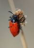 Mylabris (My.) quadripunctata (Linnaeus, 1767)