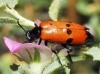 Mylabris (My.) quadripunctata (Linnaeus, 1767)