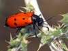 Mylabris (My.) quadripunctata (Linnaeus, 1767)
