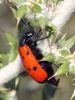 Mylabris (My.) quadripunctata (Linnaeus, 1767)