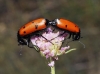 Mylabris (My.) quadripunctata (Linnaeus, 1767)