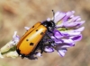 Mylabris (My.) quadripunctata (Linnaeus, 1767)