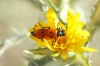 Mylabris quadripunctata Mylabris quadripunctata