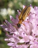 Oedemera podagrariae (Linnaeus, 1767)
