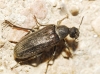 Ptilophorus dufouri (Latreille, 1817)