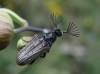 Ptilophorus dufouri (Latreille, 1817)