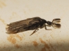 Ripidius quadriceps Abeille de Perrin, 1872