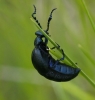 aff. Meloe (M.) p. proscarabaeus Linnaeus 1758