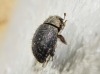 Byrrhidae? 10d10