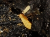 Bilobella aurantiaca