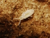 Cyphoderus albinus