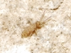 Entomobrya